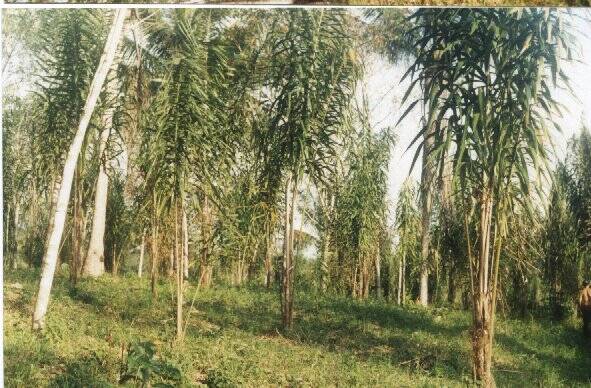 Sítio, 2 quartos, 230 hectares - Foto 2