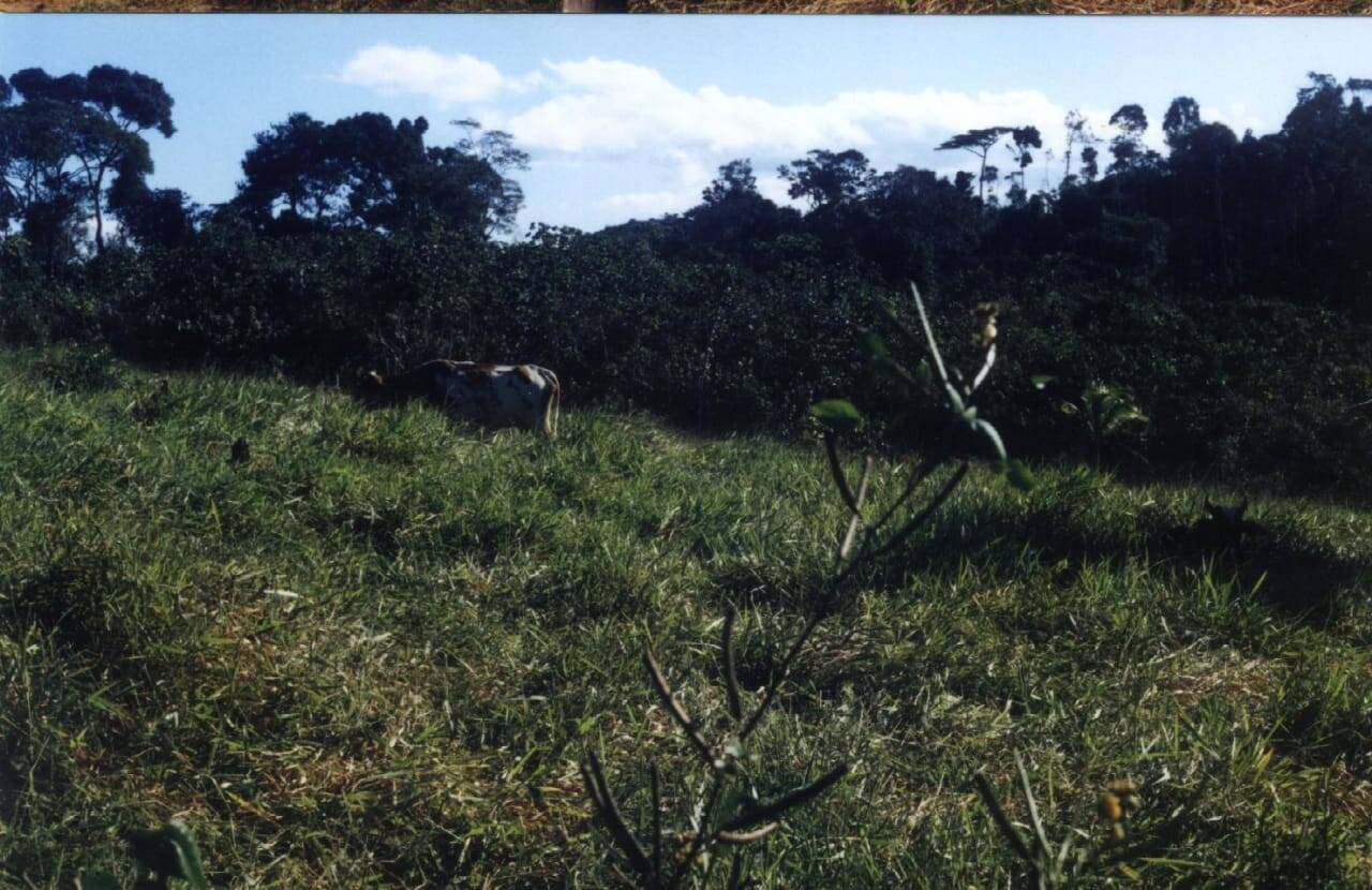 Sítio, 2 quartos, 230 hectares - Foto 4