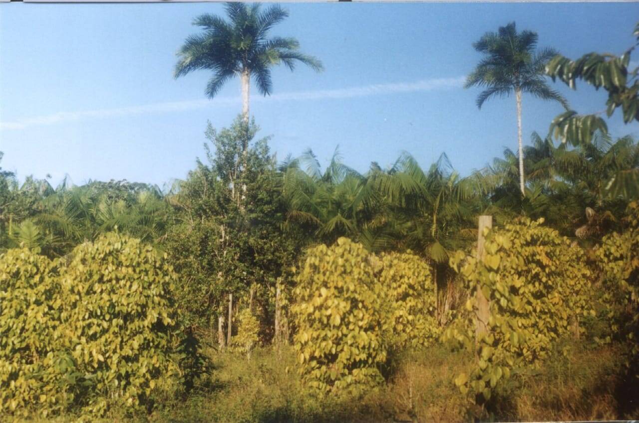 Sítio, 2 quartos, 230 hectares - Foto 10
