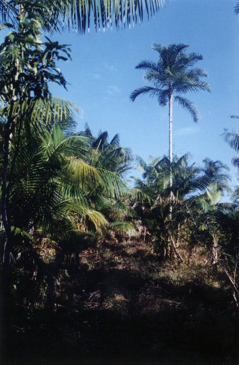Sítio, 2 quartos, 230 hectares - Foto 17